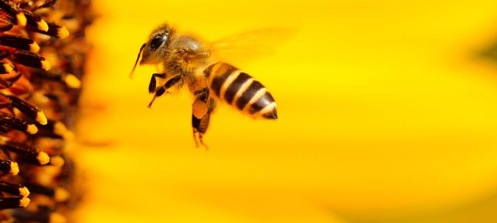 honey bee