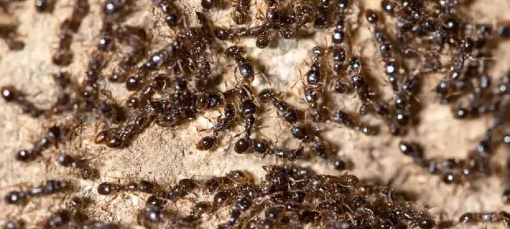 ants
