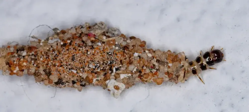 plaster bagworm