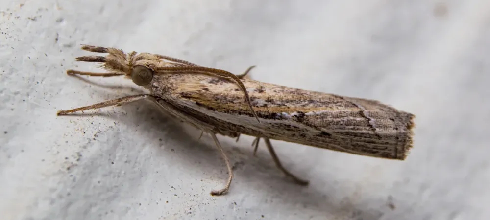 sod-webworm-moth