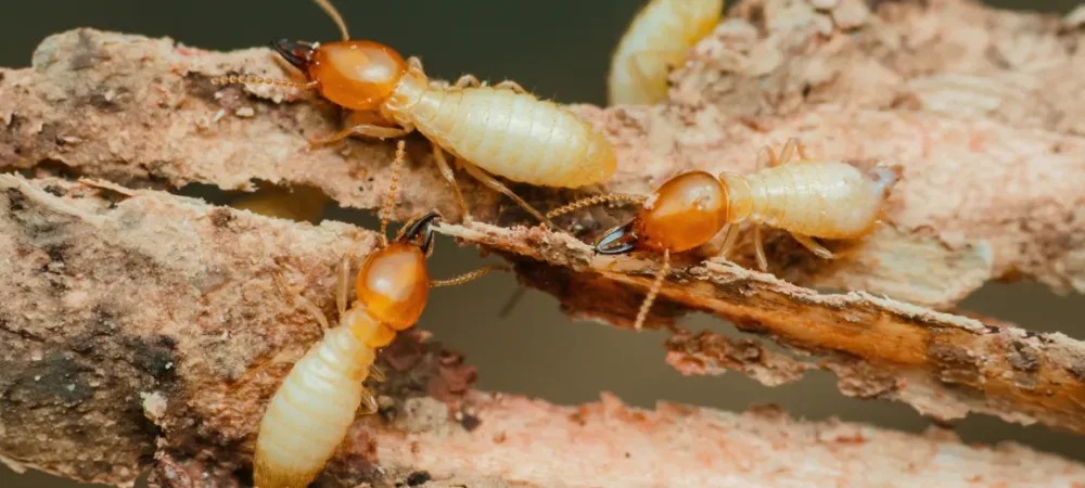 termites-destroying-wood-close-up