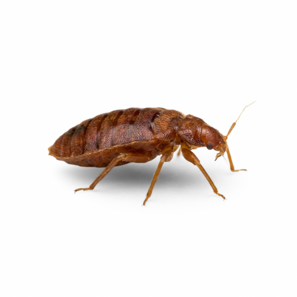 bed bug icon