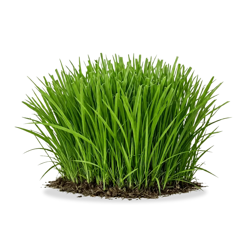 lawn icon