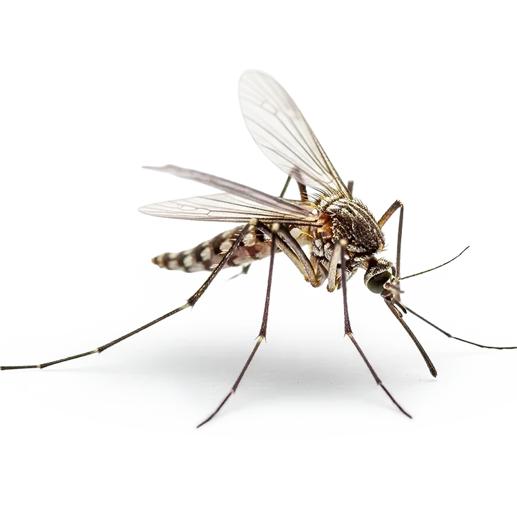 mosquito icon
