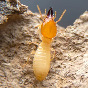 termite