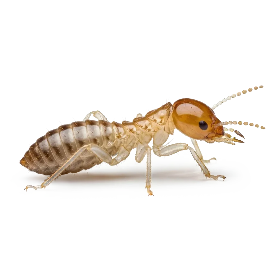 termite icon