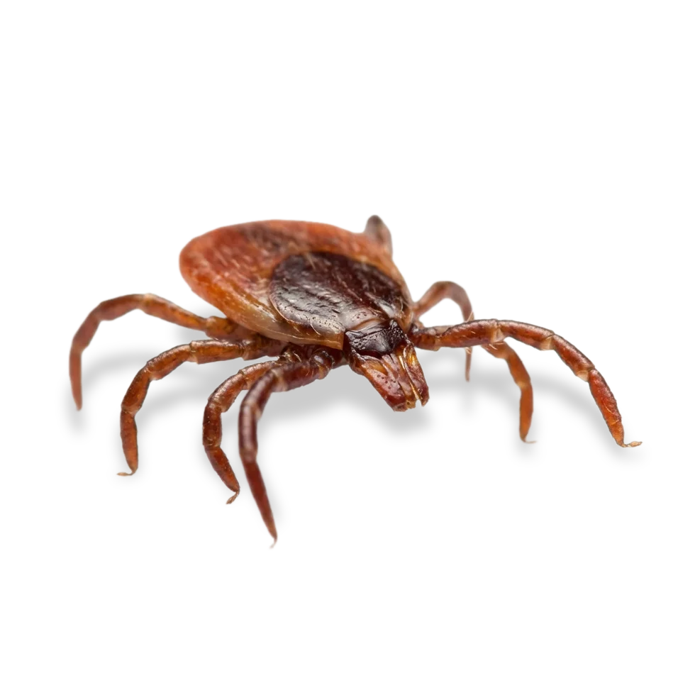tick icon