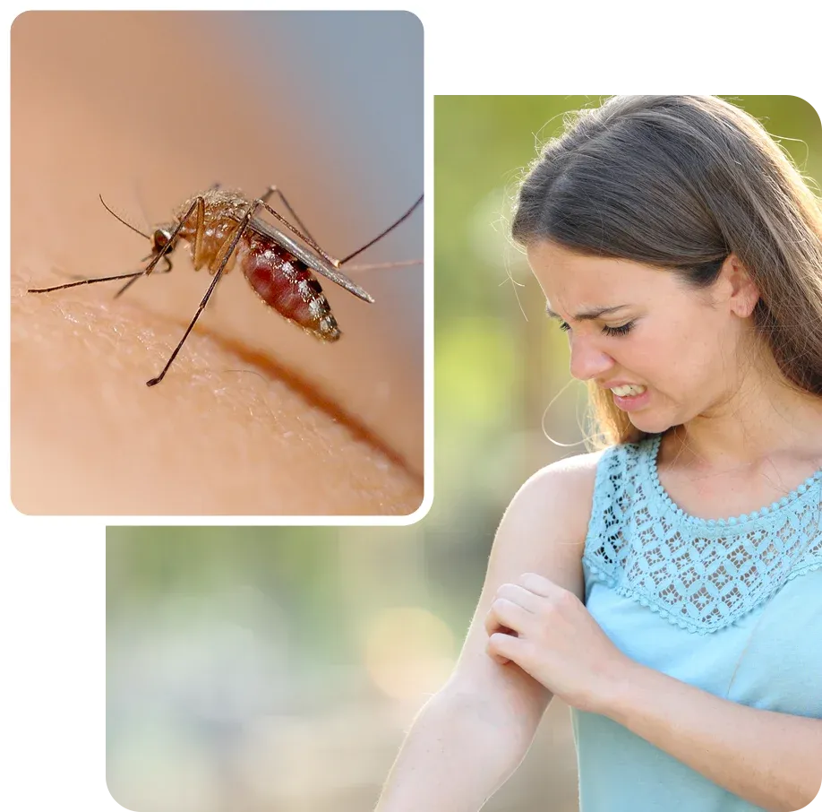 mosquito landing on a woman's arm