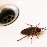 cockroach