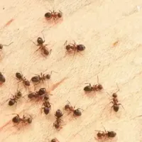 ants