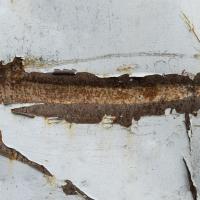 Are Dry wood Termites the Most Destructive Type of Termite