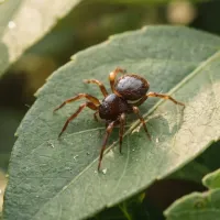 armor-covered-spider