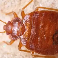 bed bug