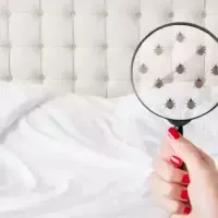 bed bugs