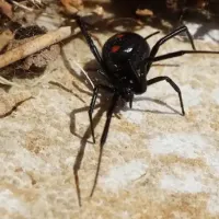 black widow