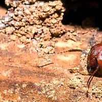 carpenter-ant-on-a-piece-of-wood.