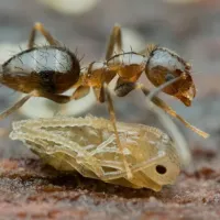 carribean-crazy-ants