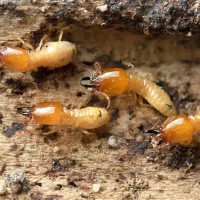 termites in wood