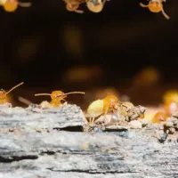 termites