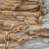 termites