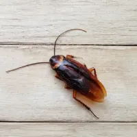 cockroach