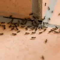 ants
