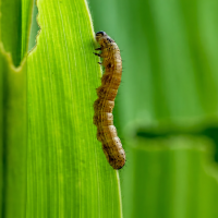 armyworm