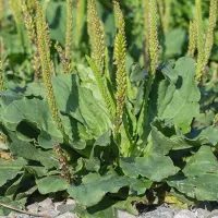 broadleaf plantain