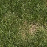 brown patch on lawn