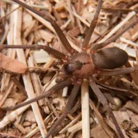 brown recluse