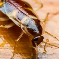 cockroach