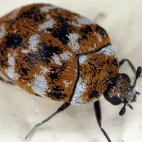 carpet beetle