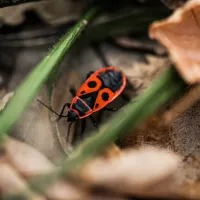 chinch bug