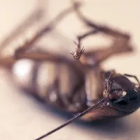 dead cockroach