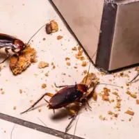 cockroaches