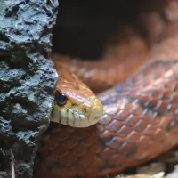 snake