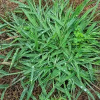 crabgrass