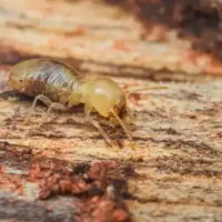 drywood termite