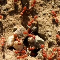 fire ants