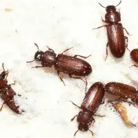 flour beetle
