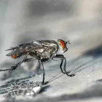 fly