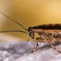 cockroach