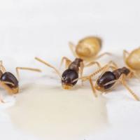 ghost ant