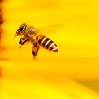 honey bee