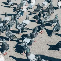 pigeons