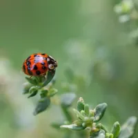 ladybug