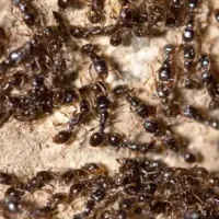 ants