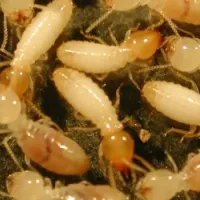 termites