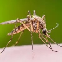 mosquito