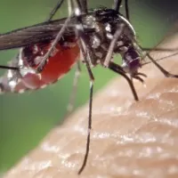 mosquito